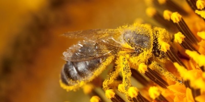 Kalp Krizi Riskini Azaltıyor