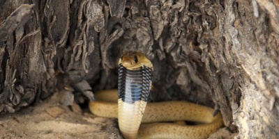 Dünyanın En Tehlikelileri