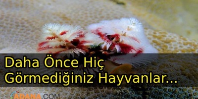 Fazla Bilinmeyen Hayvanlar Ve Özellikleri