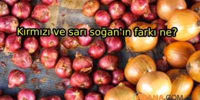 Sarı Soğan Ve Kırmızı Soğan Arasındaki Fark