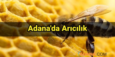 Adana'da Arıcılık