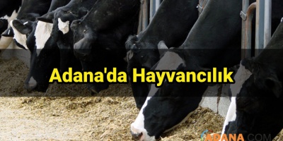 Adana'da Hayvancılık