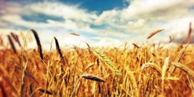 Buğdayın Faydaları