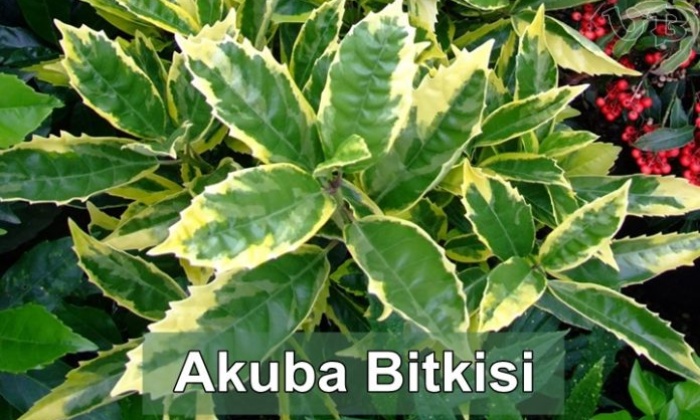 Akuba Bitkisi Hakkında Bilgi