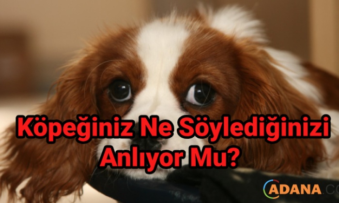 Köpeğiniz Ne Söylediğinizi Anlıyor Mu?