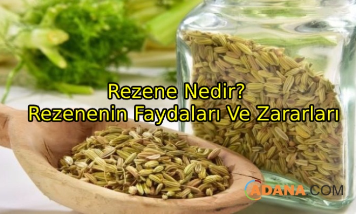 Rezenenin Faydaları Ve Zararları