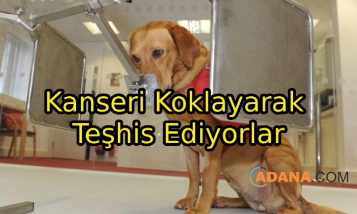 Sevimli Dostlar Kanseri Koklayarak Çözüyor!