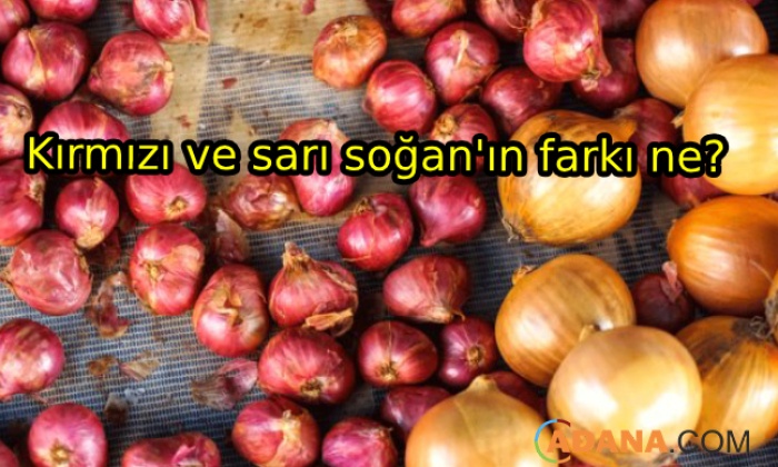 Sarı Soğan Ve Kırmızı Soğan Arasındaki Fark