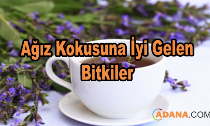 Ağız Kokusuna İyi Gelen Bitkiler