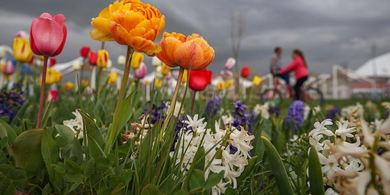 Çin Kültüründe Çiçekler Hangi Anlamları Taşıyor ?