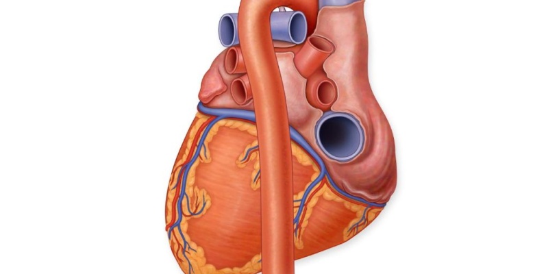 Biyoyapay Kalp Nedir ?