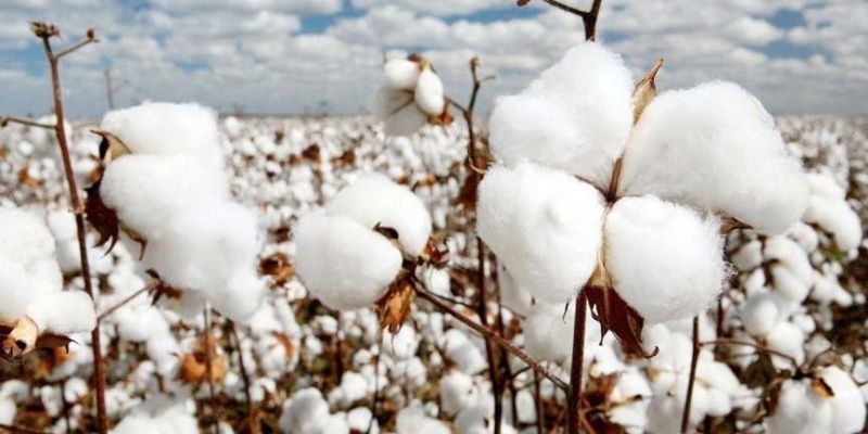 Beyaz Altın Olarak Bilinen Pamuk