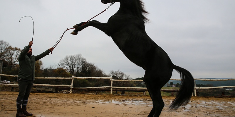 Efsane Yarış Atının Öyküsü