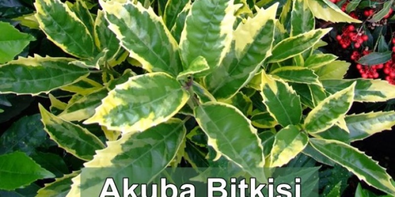 Akuba Bitkisi Hakkında Bilgi