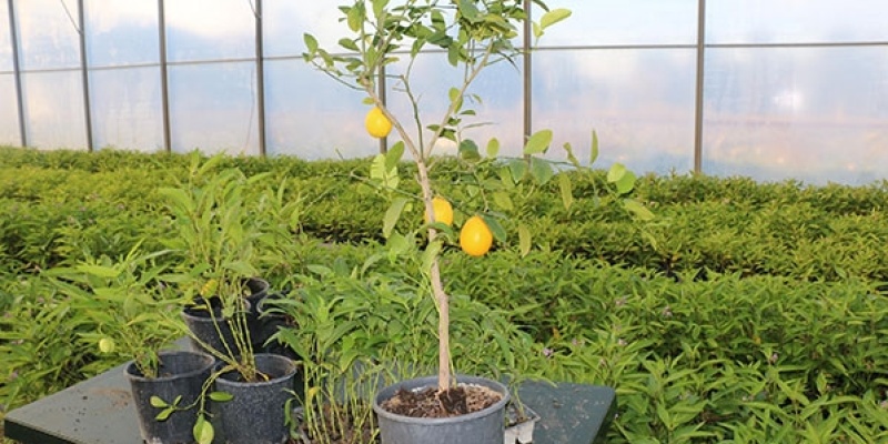 Şifa niyetine diktiği 'pepino' gelir kaynağı oldu