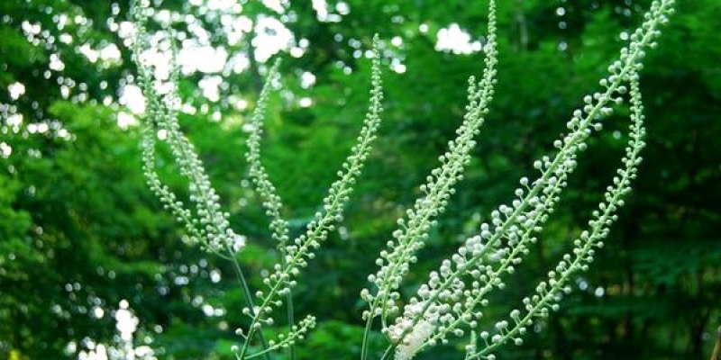 Siyah yılan kökü Nedir