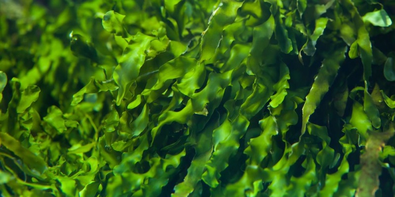 Deniz Yosununun Yararları