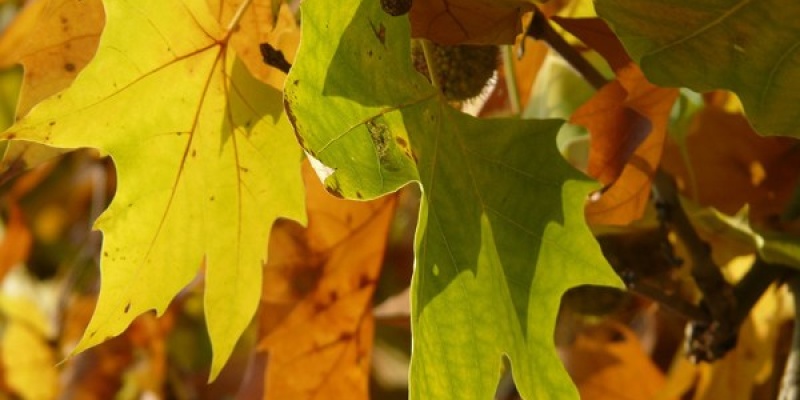 Çınar Yaprağının Faydaları