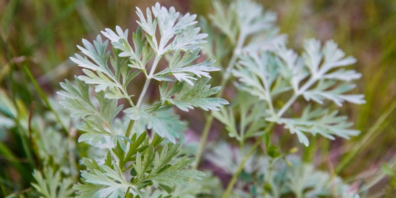 Pelin Çayının Faydaları