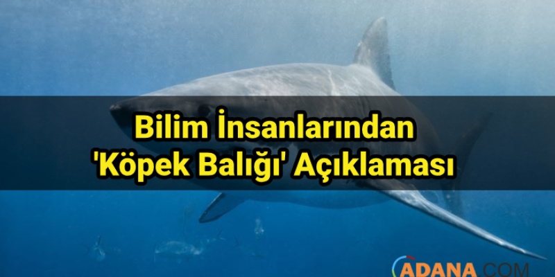 Onların Da Korktuğu Bir Canlı Var