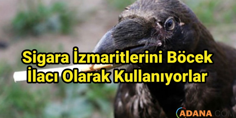 Sigara İzmaritlerini Böcek İlacı Olarak Kullanıyorlar