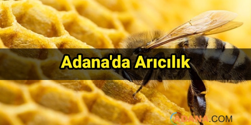 Adana'da Arıcılık