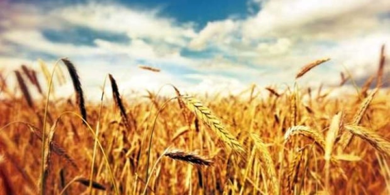 Buğdayın Faydaları