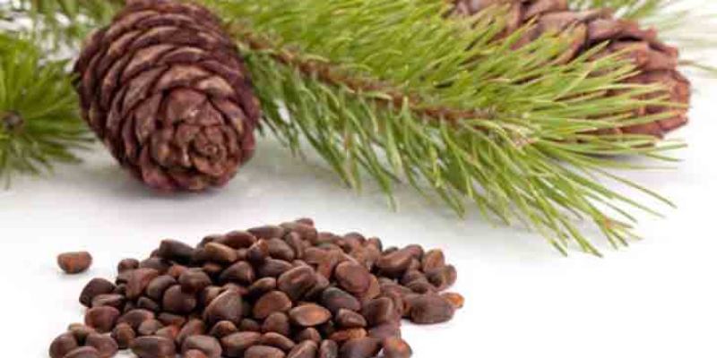 Çam Fıstığının Faydaları