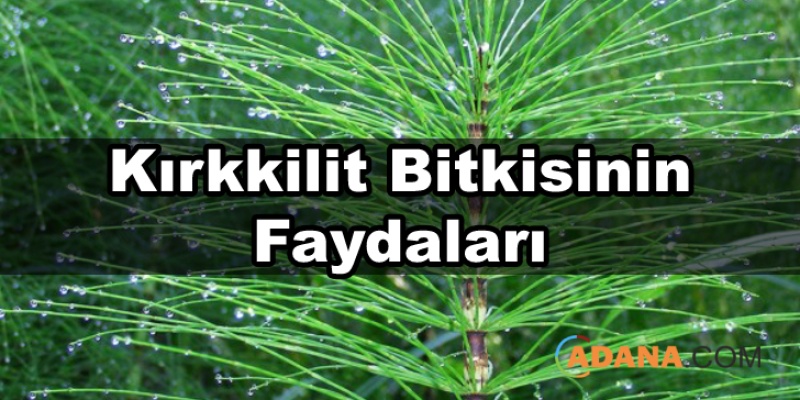 Kırkkilit Bitkisinin Faydaları